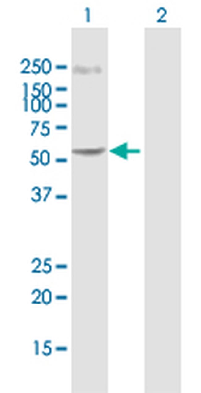 C14ORF21 Antibody in Western Blot (WB)