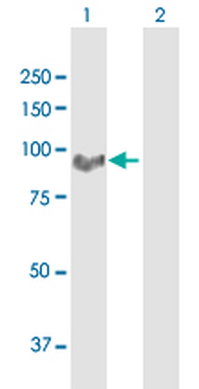 MARCH10 Antibody in Western Blot (WB)