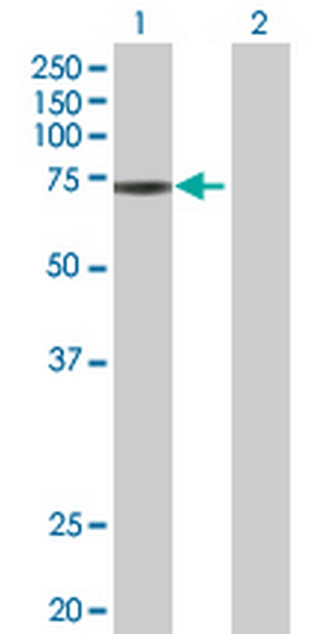 ZNF433 Antibody in Western Blot (WB)