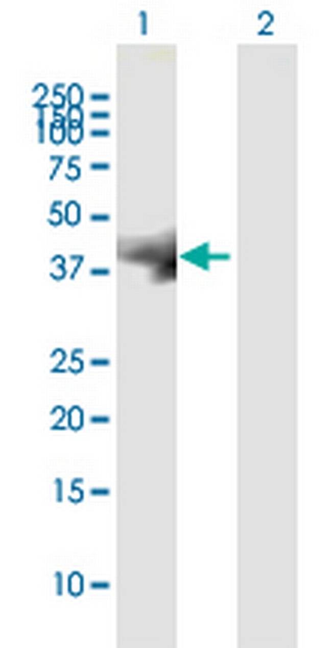 C19orf46 Antibody in Western Blot (WB)