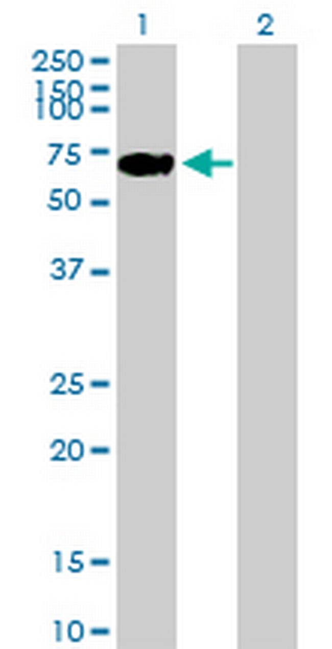 LONRF2 Antibody in Western Blot (WB)
