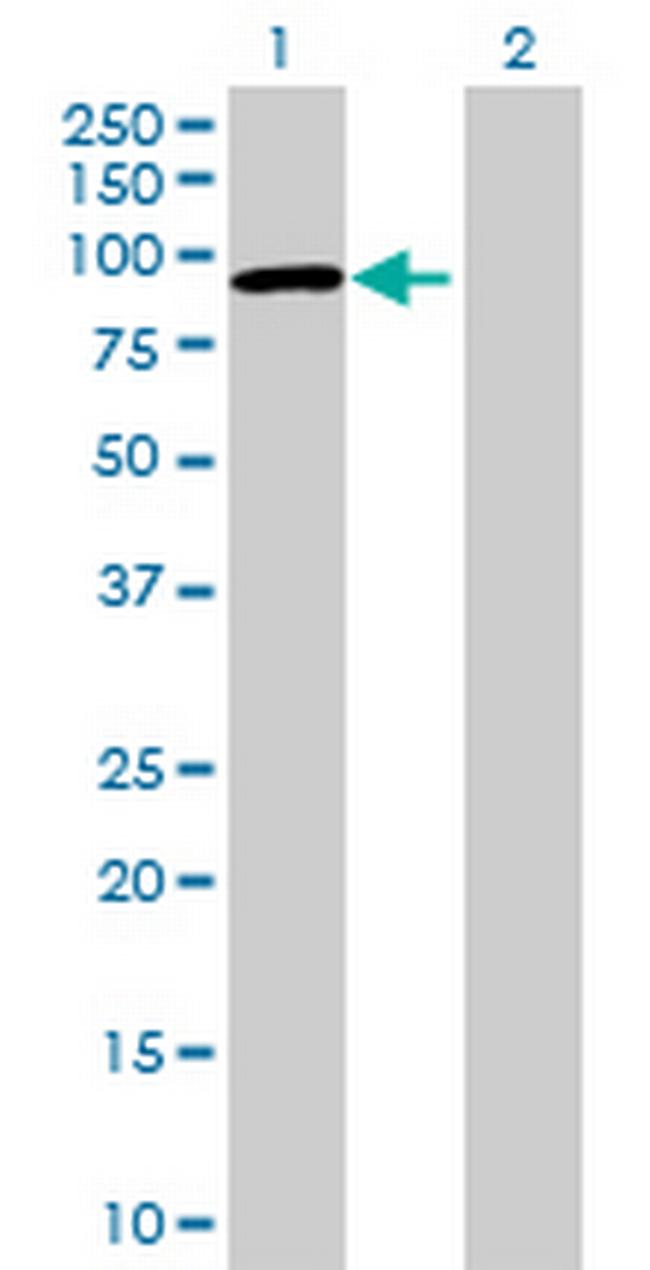 FLJ32745 Antibody in Western Blot (WB)
