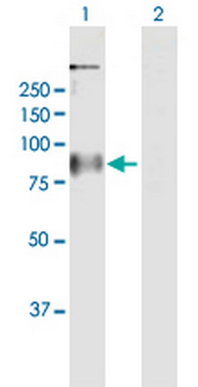 GPR156 Antibody in Western Blot (WB)
