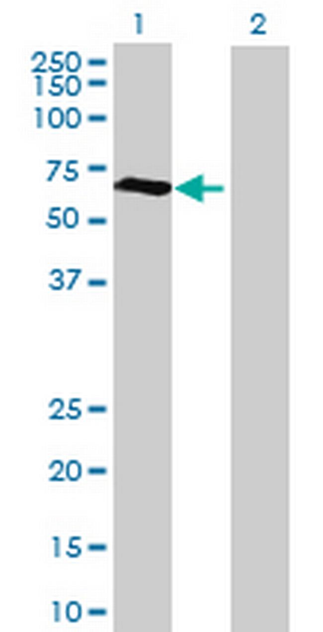 MGC27016 Antibody in Western Blot (WB)