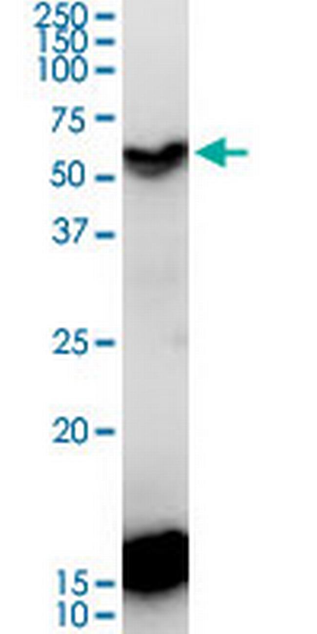 CDC20B Antibody in Western Blot (WB)