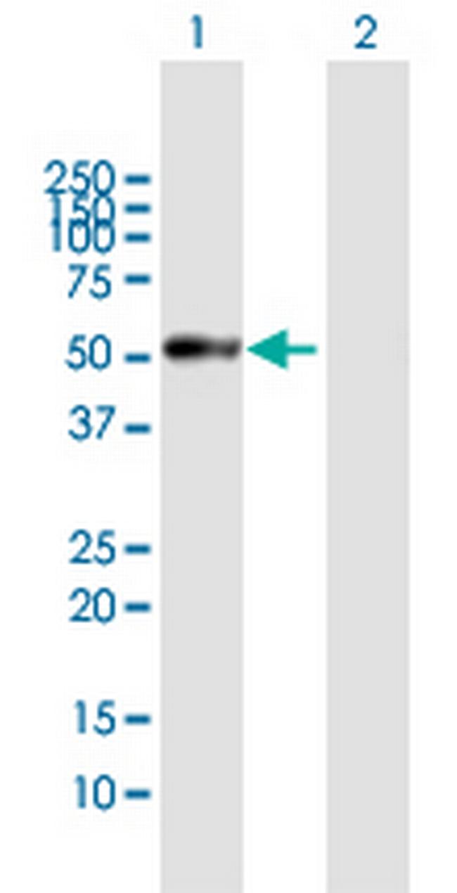 PRSS35 Antibody in Western Blot (WB)