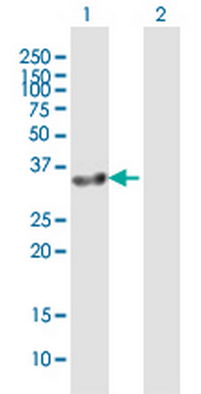 GIMAP7 Antibody in Western Blot (WB)