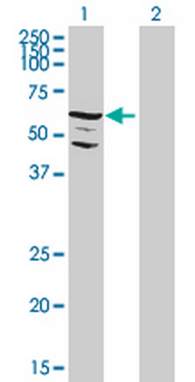 C9orf96 Antibody in Western Blot (WB)
