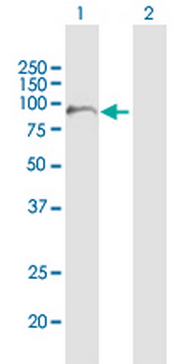 FAM47B Antibody in Western Blot (WB)