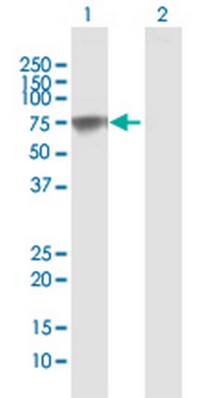 PLBD2 Antibody in Western Blot (WB)