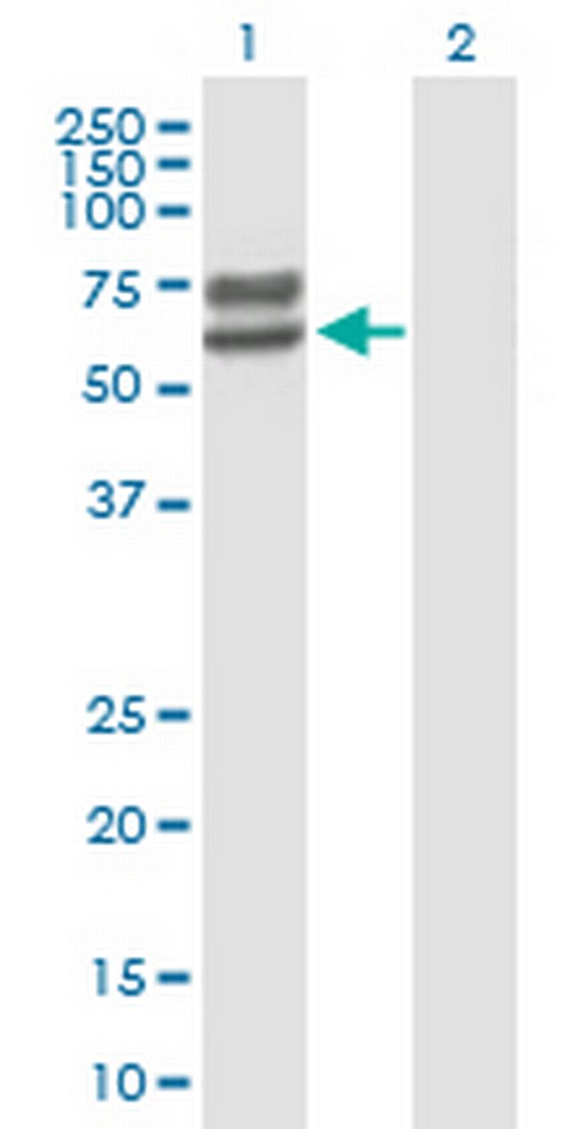 LCTL Antibody in Western Blot (WB)