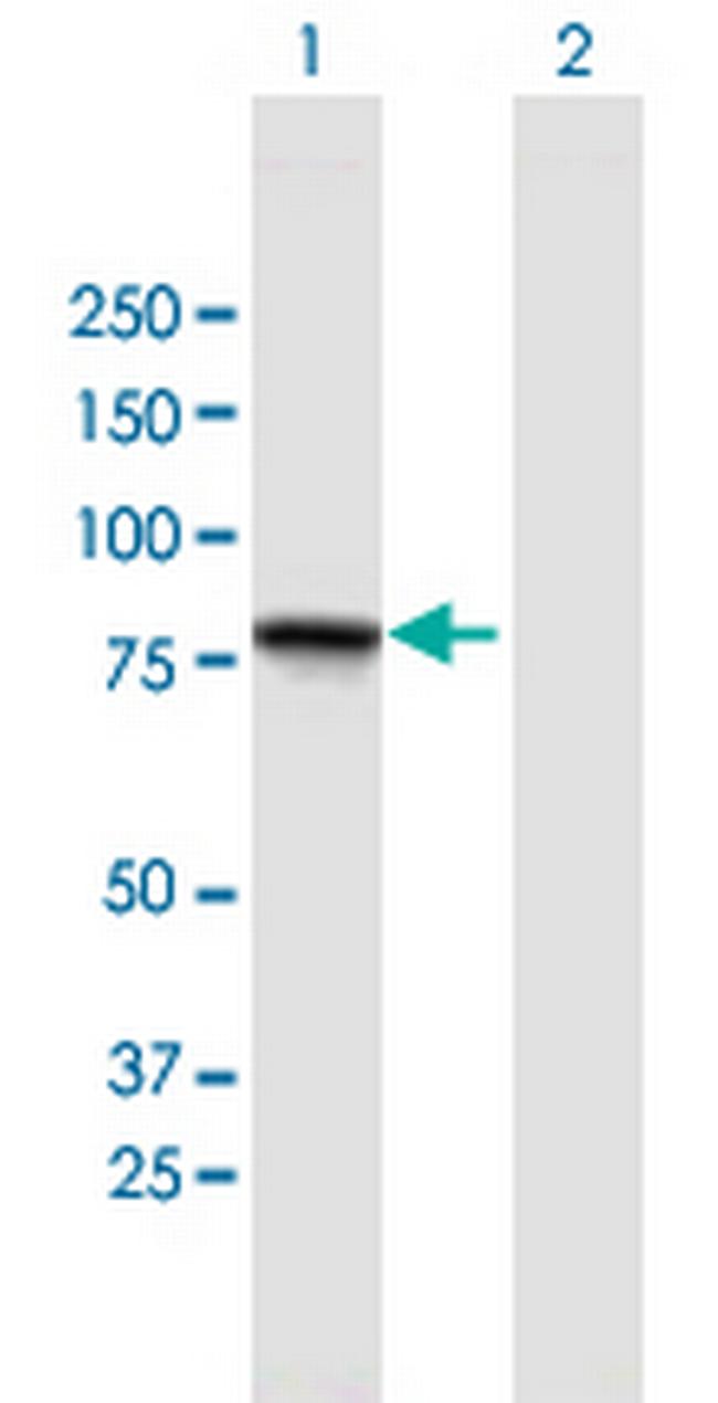 GGN Antibody in Western Blot (WB)