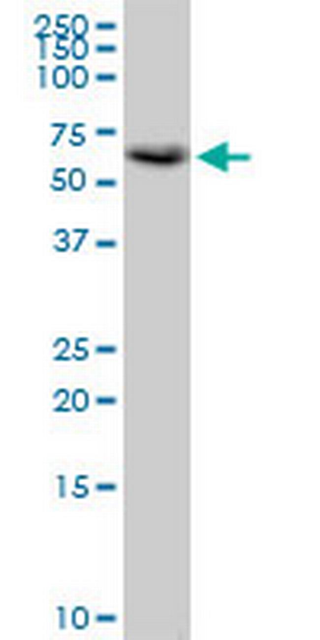 CRTC2 Antibody in Western Blot (WB)