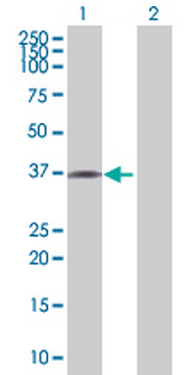 LOC200312 Antibody in Western Blot (WB)