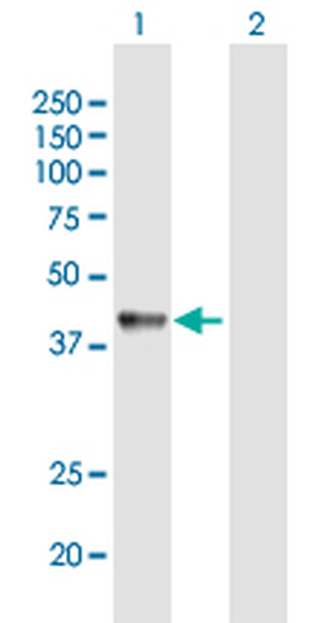 C9ORF90 Antibody in Western Blot (WB)