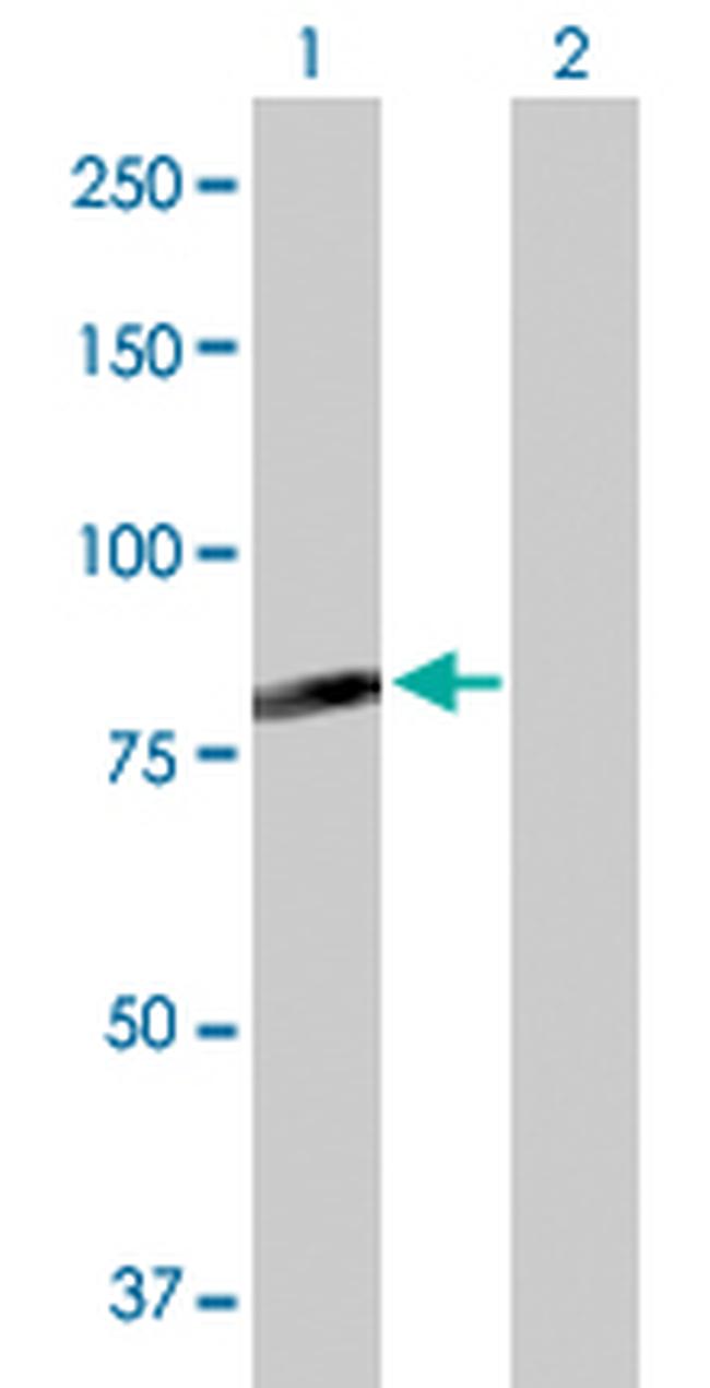 C7ORF38 Antibody in Western Blot (WB)