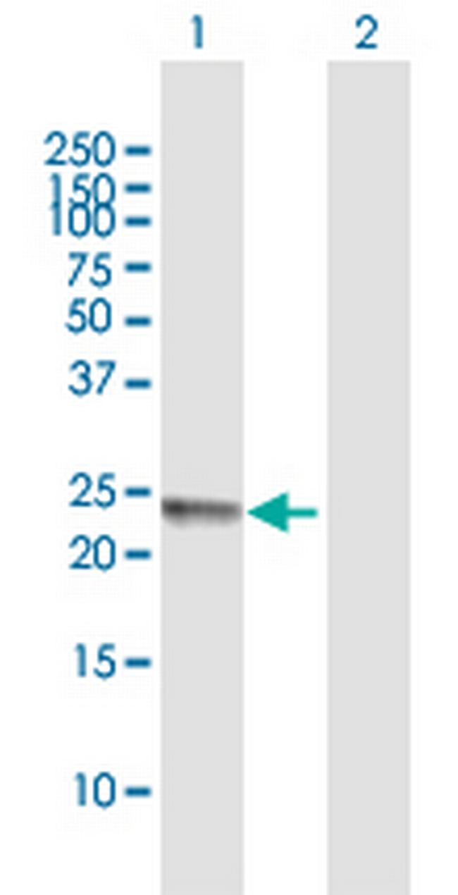 FERD3L Antibody in Western Blot (WB)