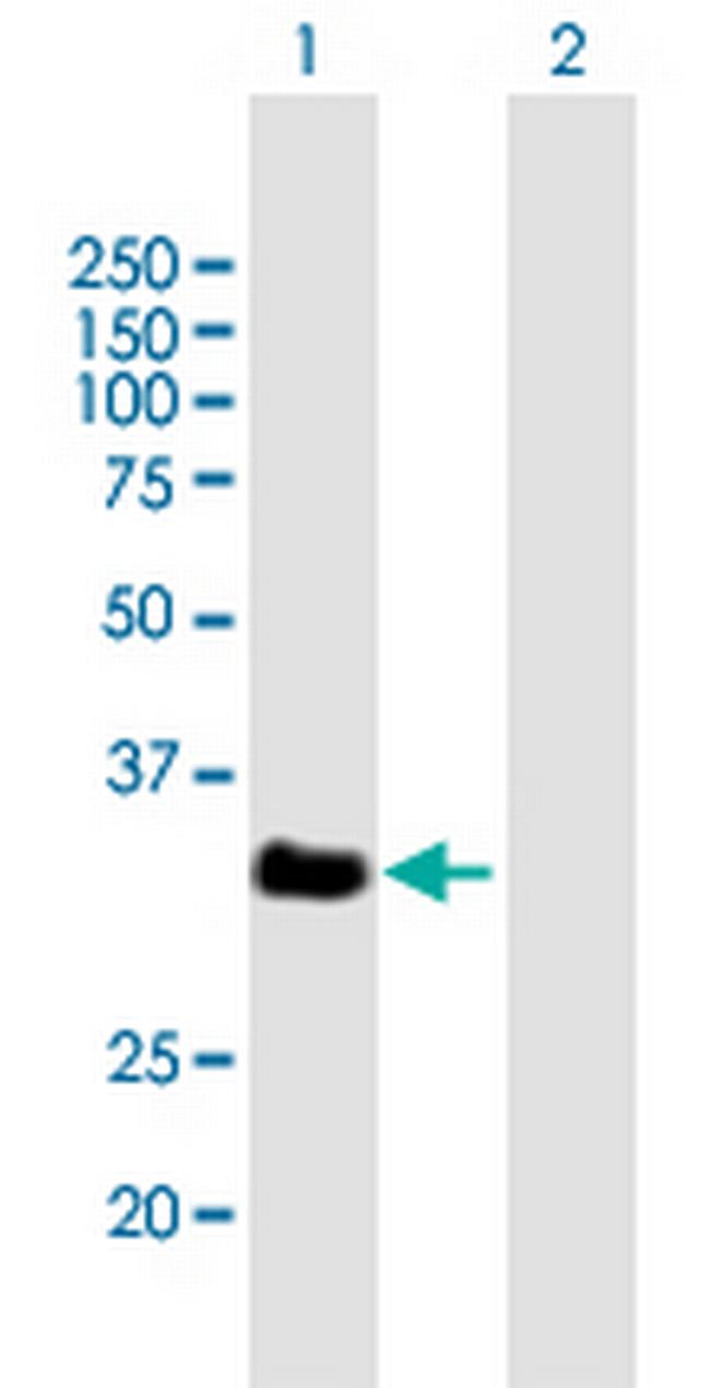 VGLL2 Antibody in Western Blot (WB)