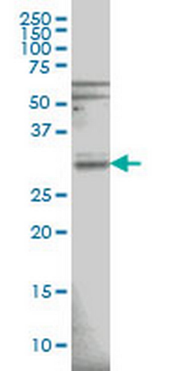 RNASEH1 Antibody in Western Blot (WB)