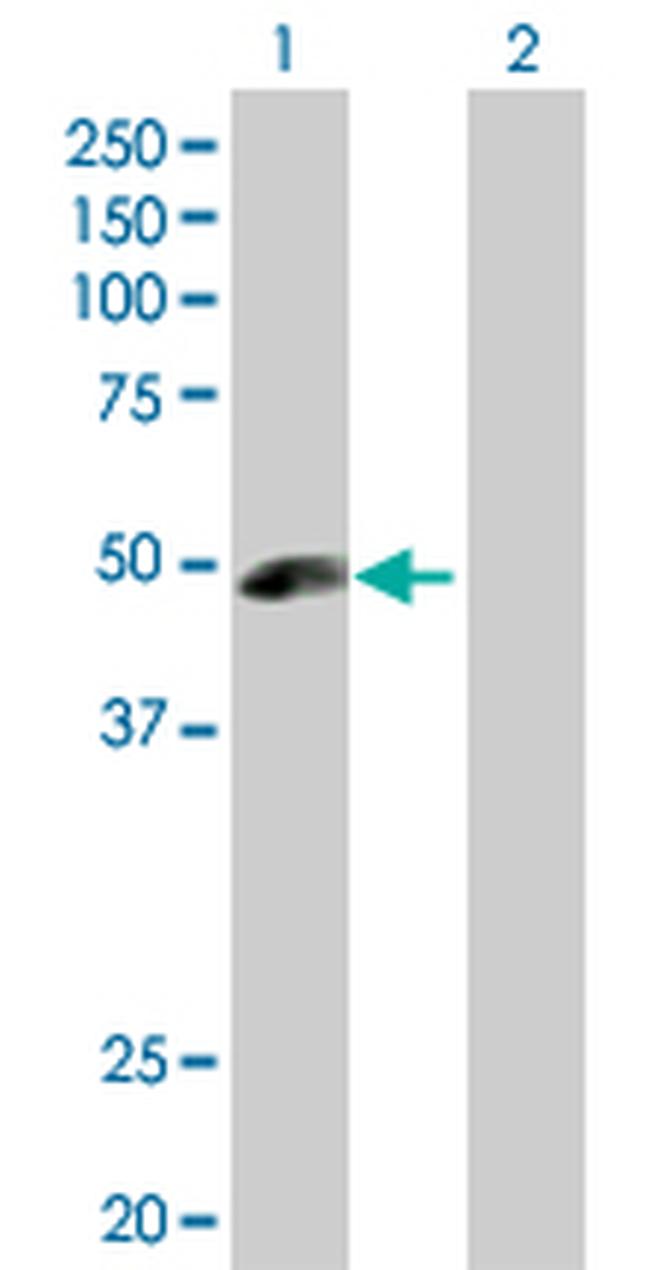 ANGPTL5 Antibody in Western Blot (WB)