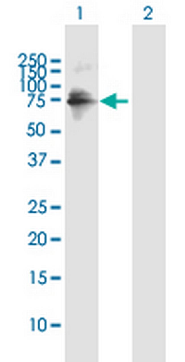 ZNF549 Antibody in Western Blot (WB)