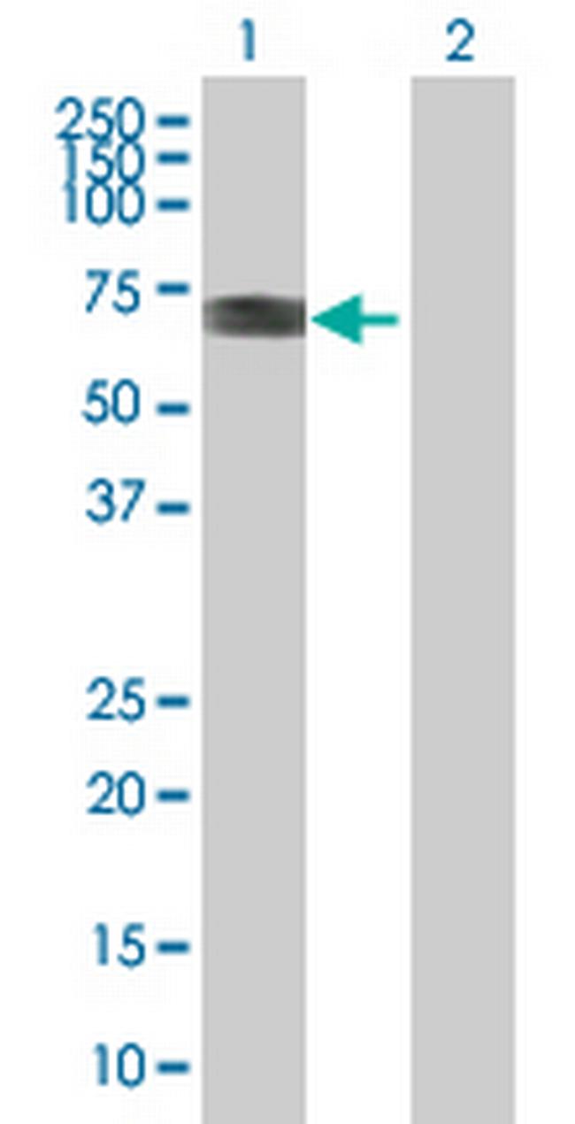 FLJ35880 Antibody in Western Blot (WB)