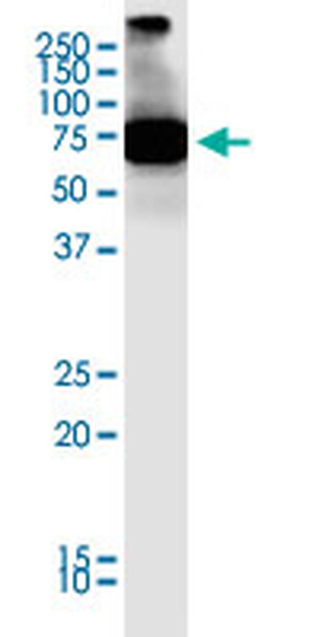 SCML4 Antibody in Western Blot (WB)