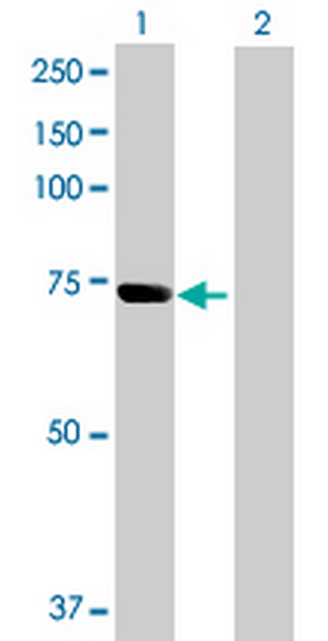SH3PX3 Antibody in Western Blot (WB)