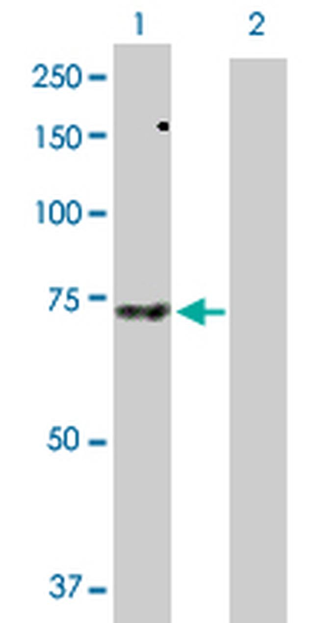 SH3PX3 Antibody in Western Blot (WB)