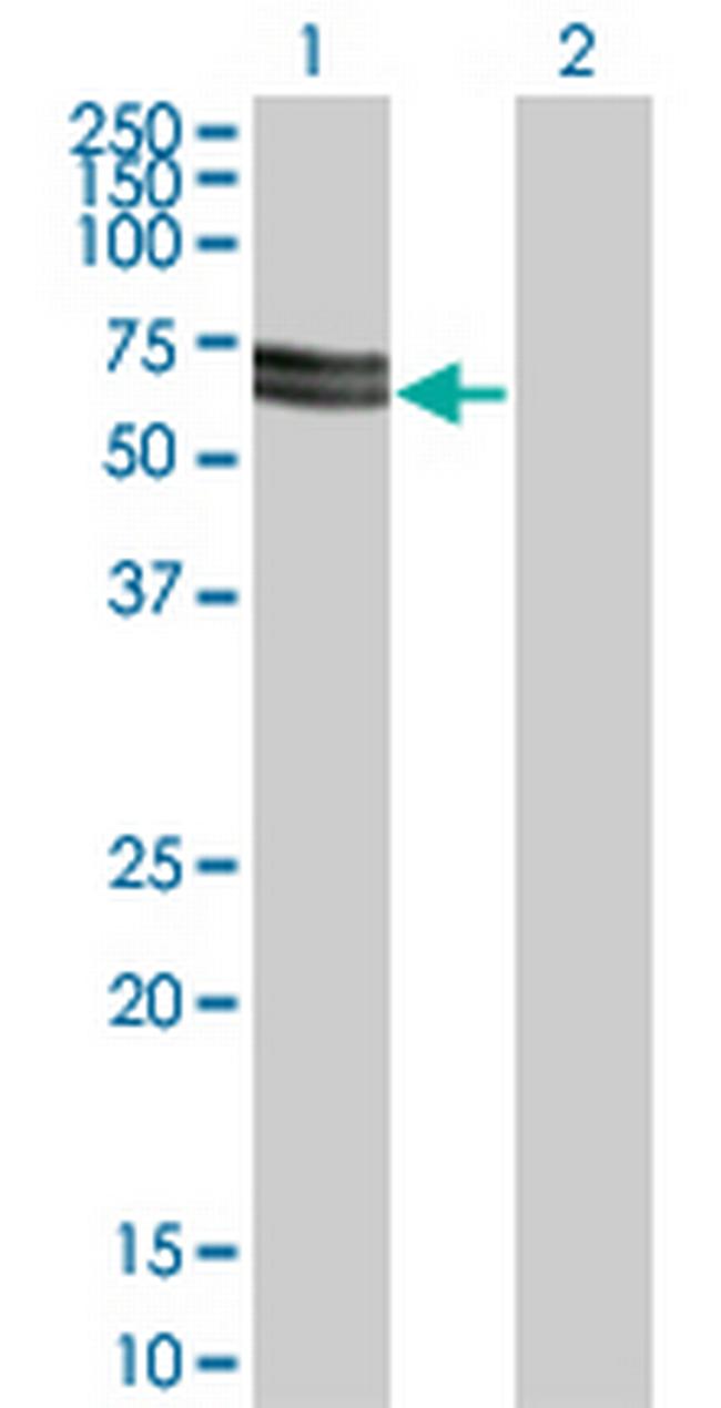 SH3PX3 Antibody in Western Blot (WB)
