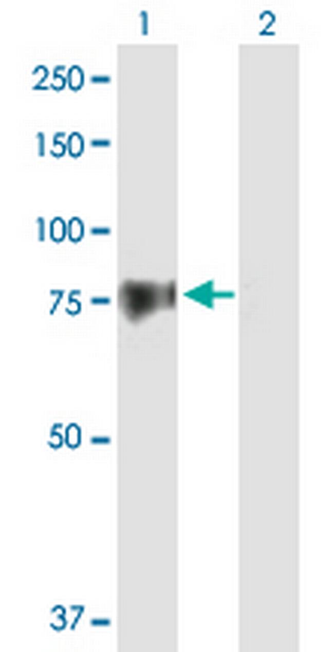 GAS2L3 Antibody in Western Blot (WB)