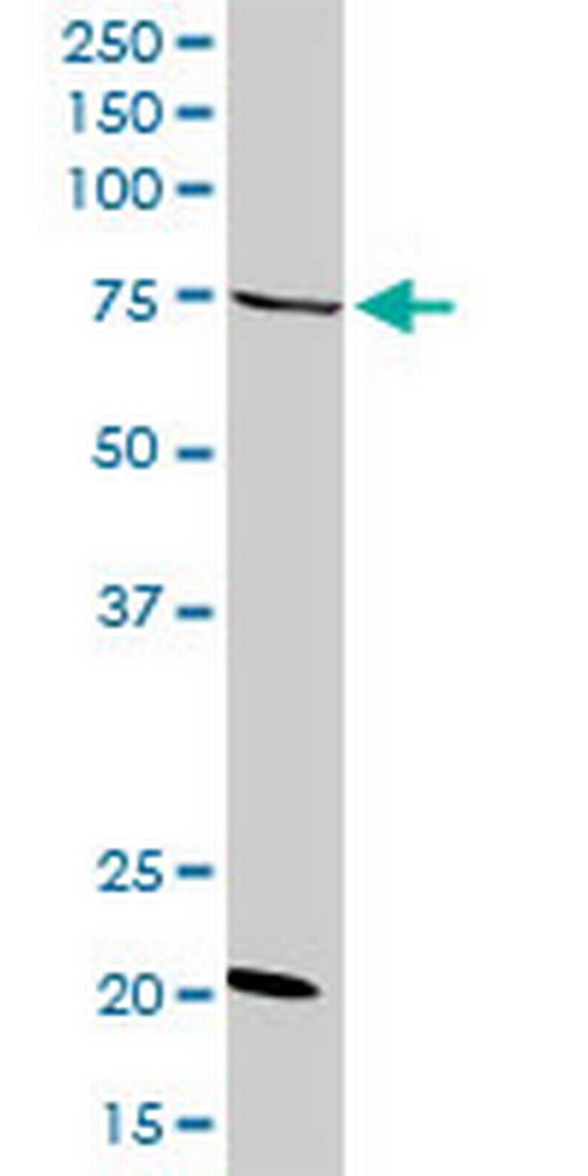 GAS2L3 Antibody in Western Blot (WB)
