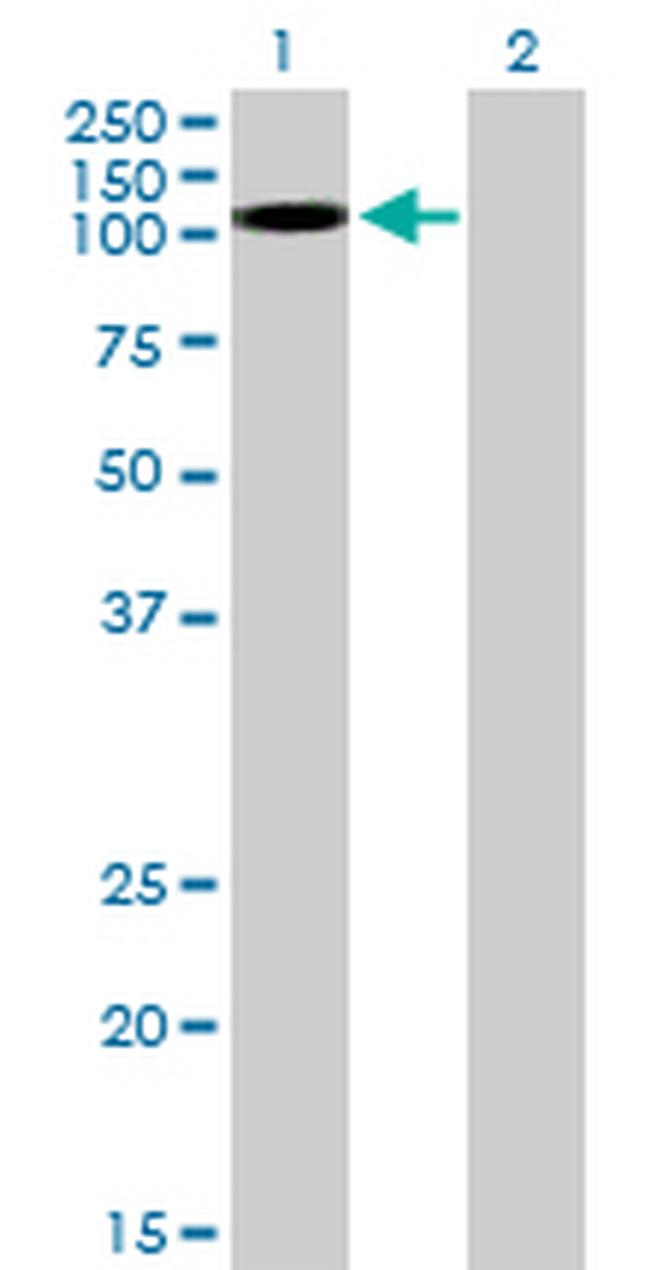 KSR2 Antibody in Western Blot (WB)