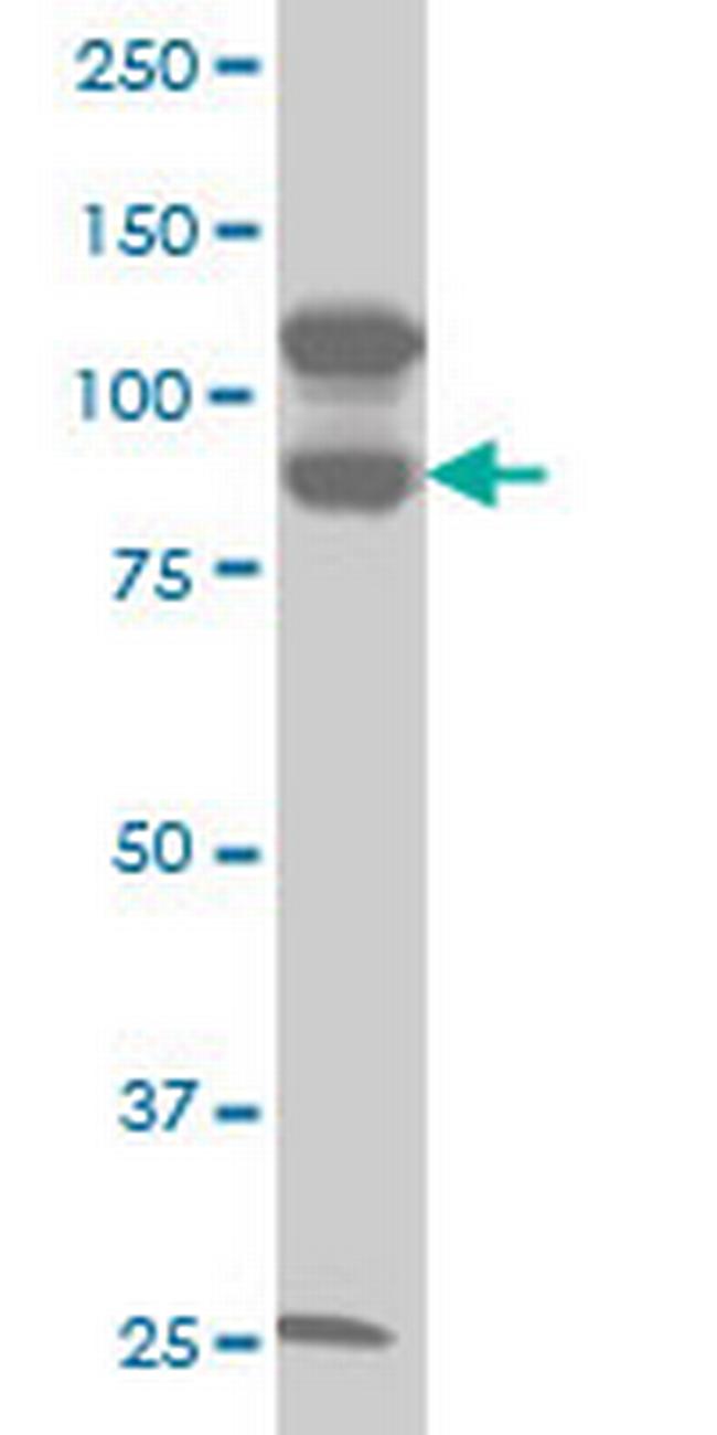 KSR2 Antibody in Western Blot (WB)