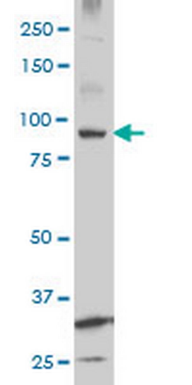 KSR2 Antibody in Western Blot (WB)