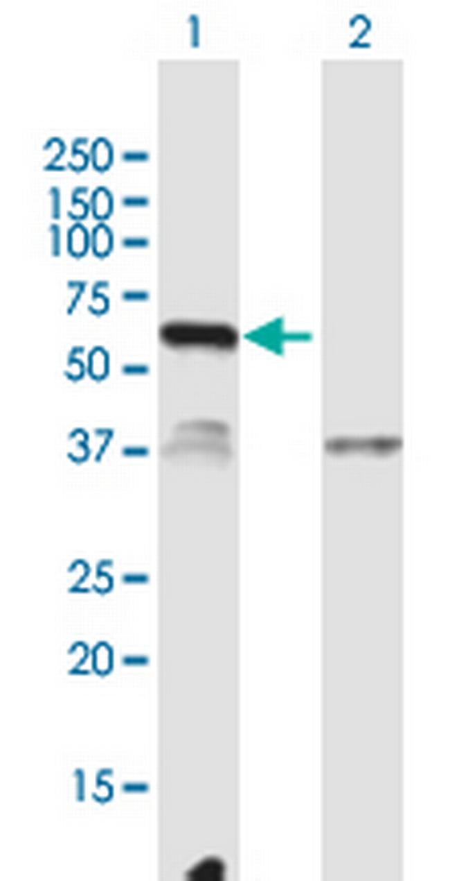 C12orf40 Antibody in Western Blot (WB)