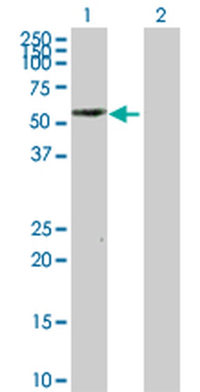 PTRF Antibody in Western Blot (WB)