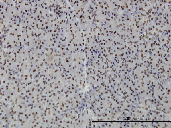 PTRF Antibody in Immunohistochemistry (Paraffin) (IHC (P))
