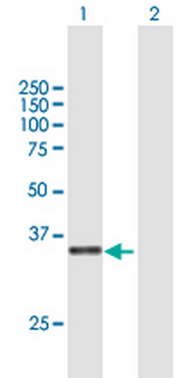 C3orf38 Antibody in Western Blot (WB)