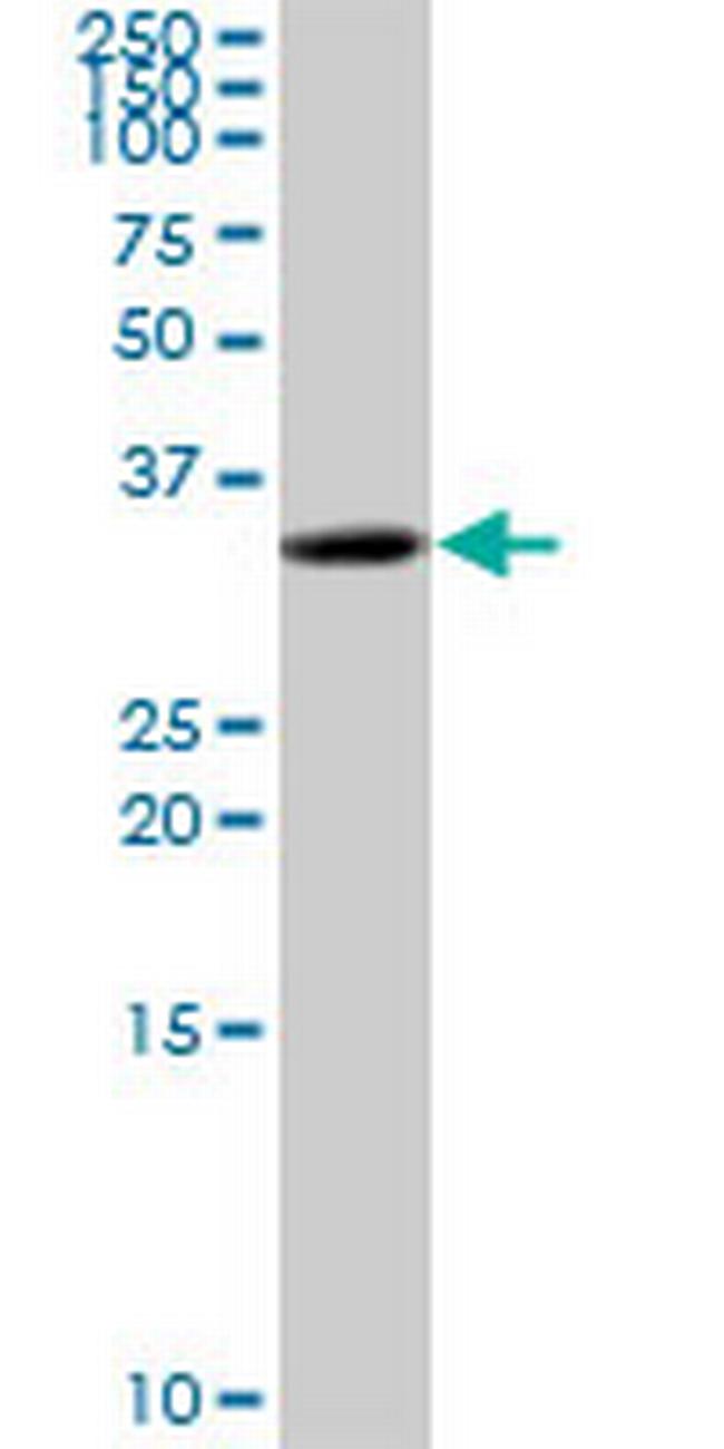 C5orf51 Antibody in Western Blot (WB)