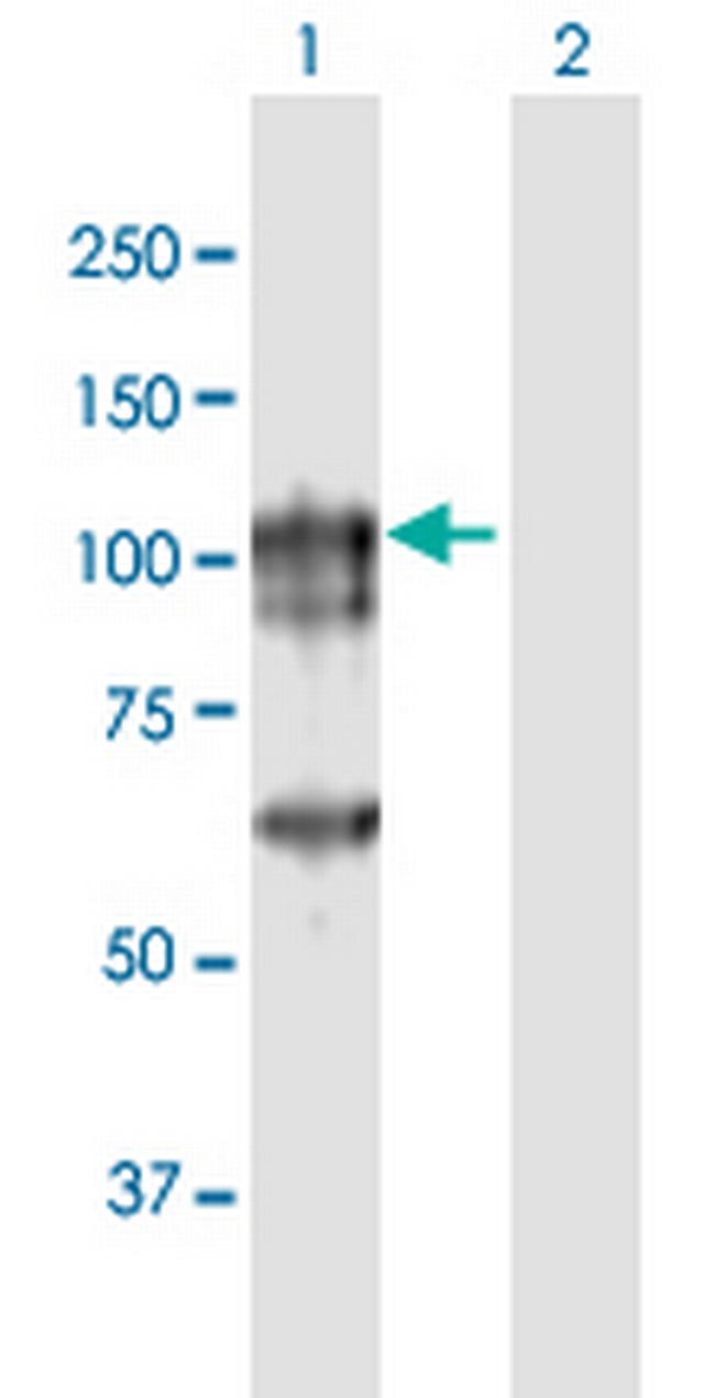 CAGE1 Antibody in Western Blot (WB)