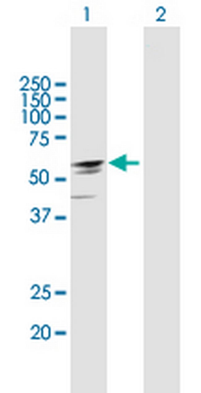 EFHA2 Antibody in Western Blot (WB)