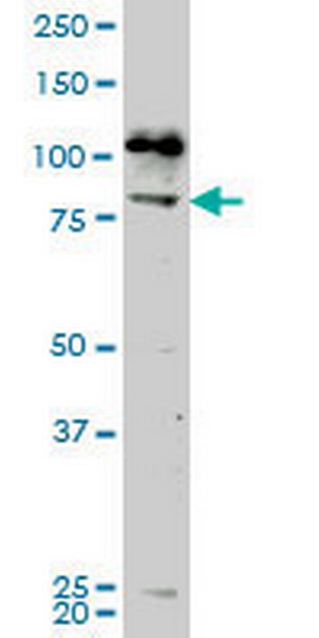NEK5 Antibody in Western Blot (WB)