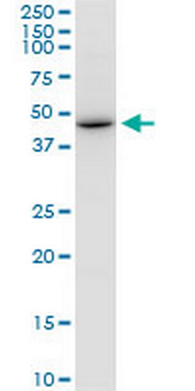 ZSCAN22 Antibody in Western Blot (WB)