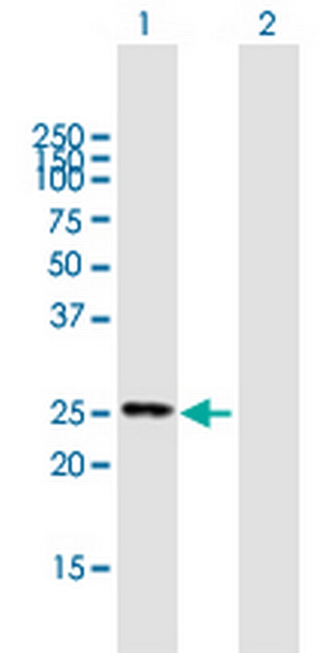 FIGLA Antibody in Western Blot (WB)