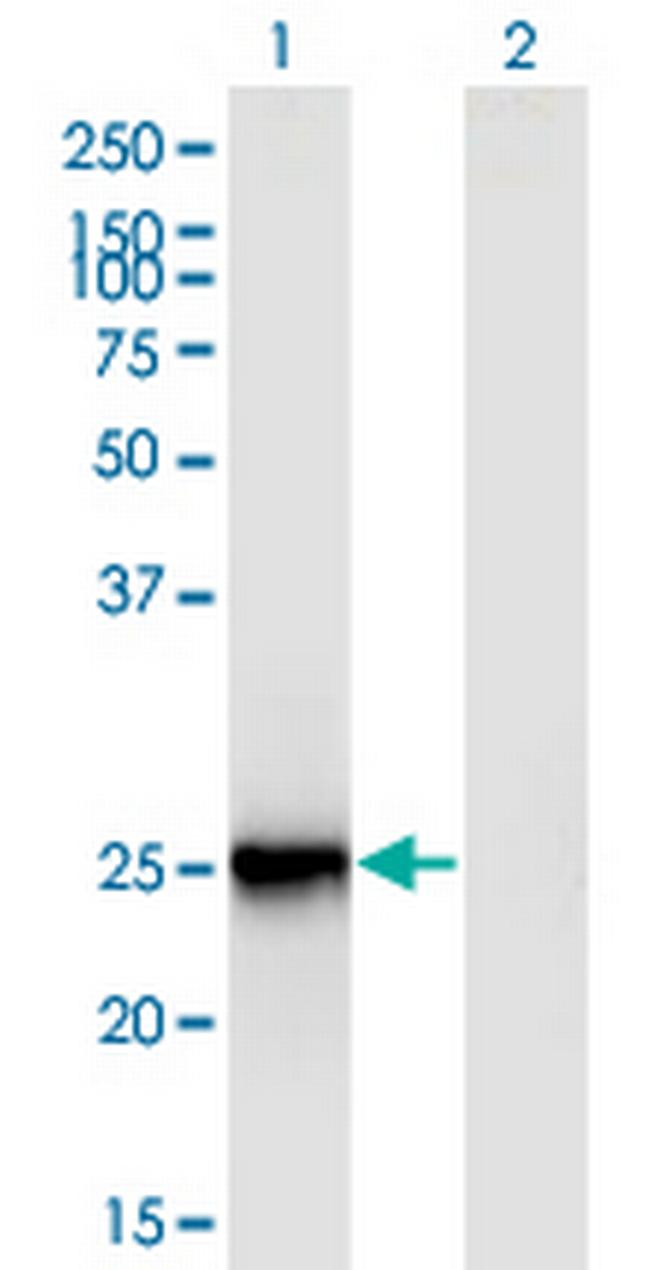 FIGLA Antibody in Western Blot (WB)