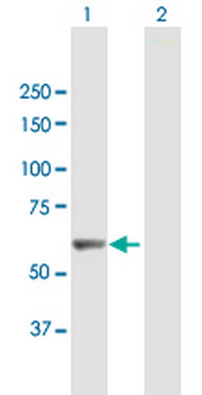 LRIT3 Antibody in Western Blot (WB)