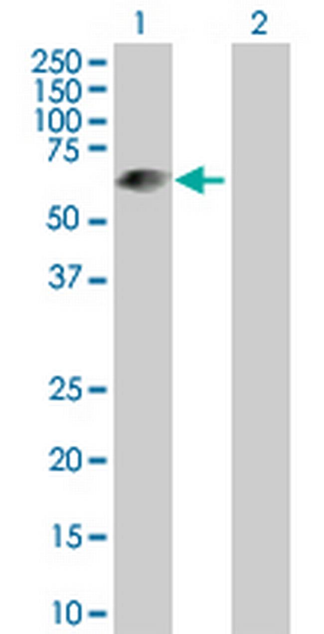 LRIT3 Antibody in Western Blot (WB)