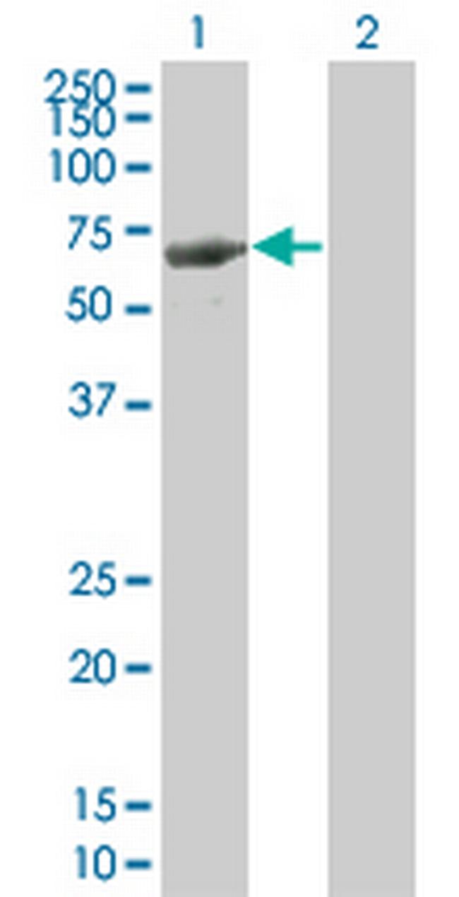 LRIT3 Antibody in Western Blot (WB)