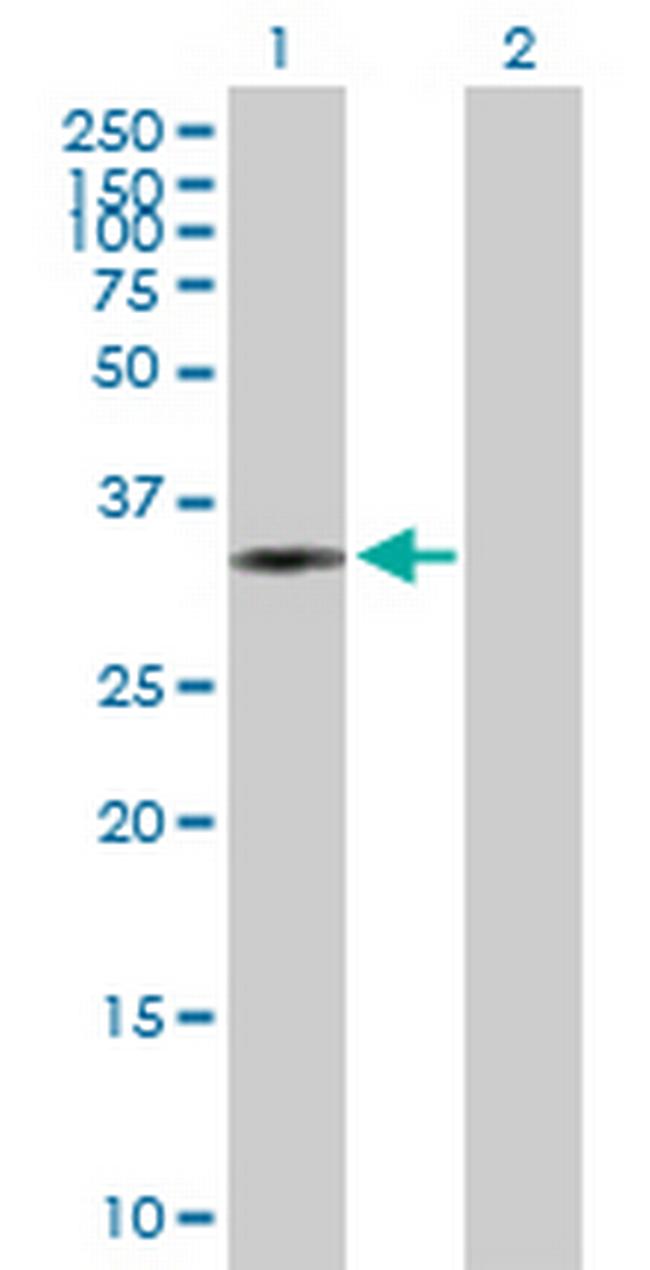 PLCXD3 Antibody in Western Blot (WB)